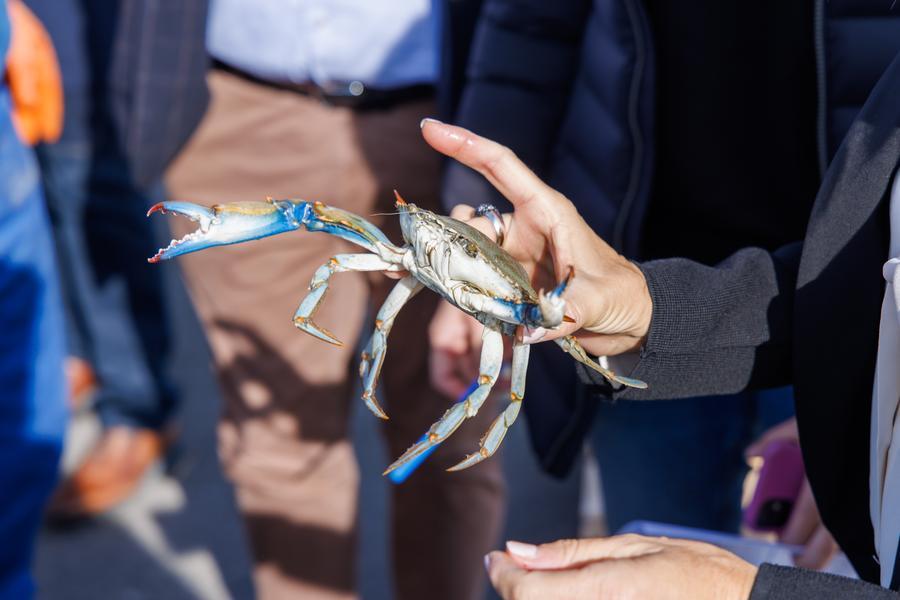 Goro, Granchio blu: nuovo aiuto dalla Regione. Contributo di 1,5 euro al chilo per la raccolta