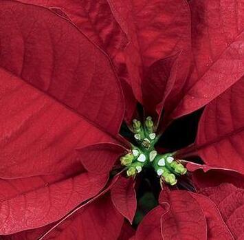 Stelle di Natale contro la leucemia