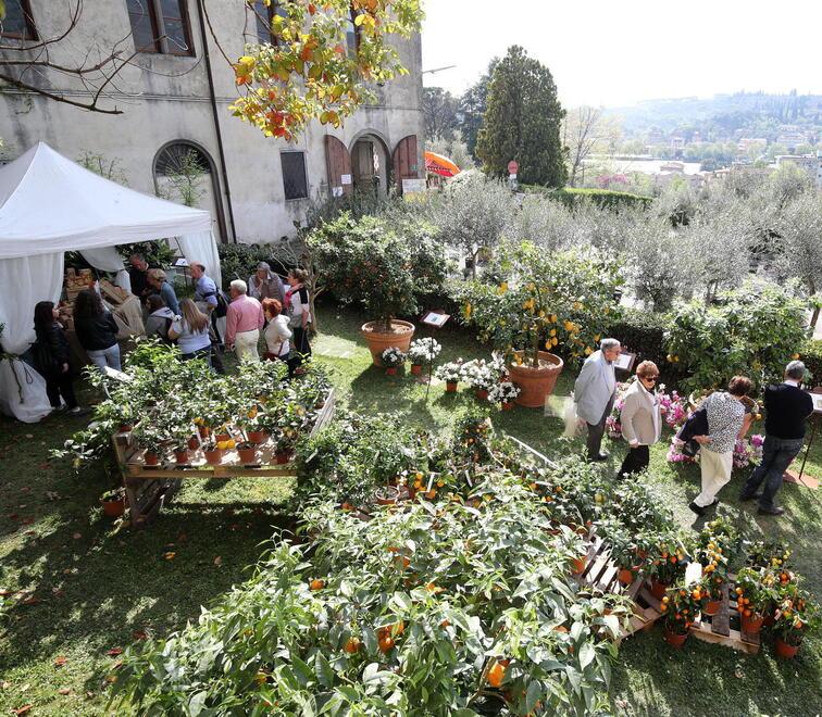 Pescia, slitta la decisione sull’accorpamento dell’agrario Anzilotti