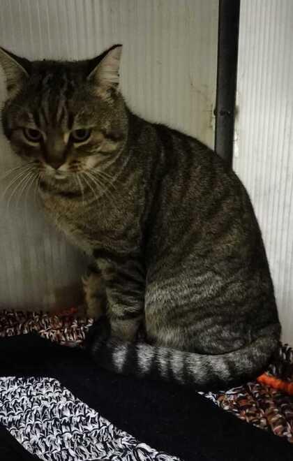 
	Il gatto abbandonato dentro a una cesta

