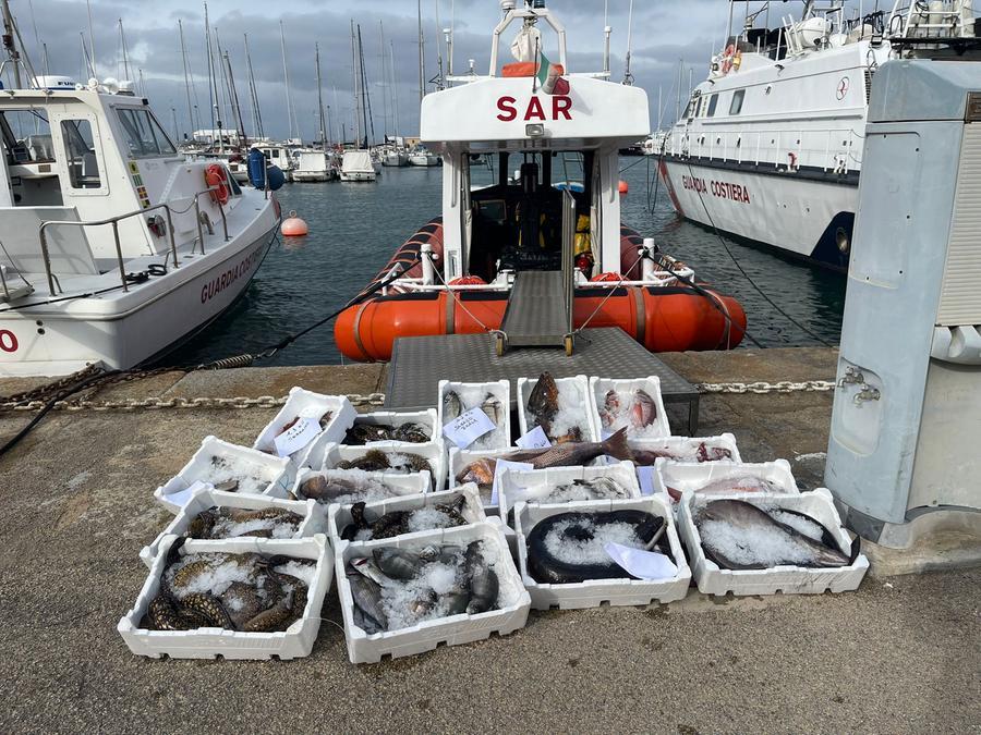 Quattro sassaresi sanzionati a Stintino per pesca illegale: 90 chili di pesce devoluti in beneficenza