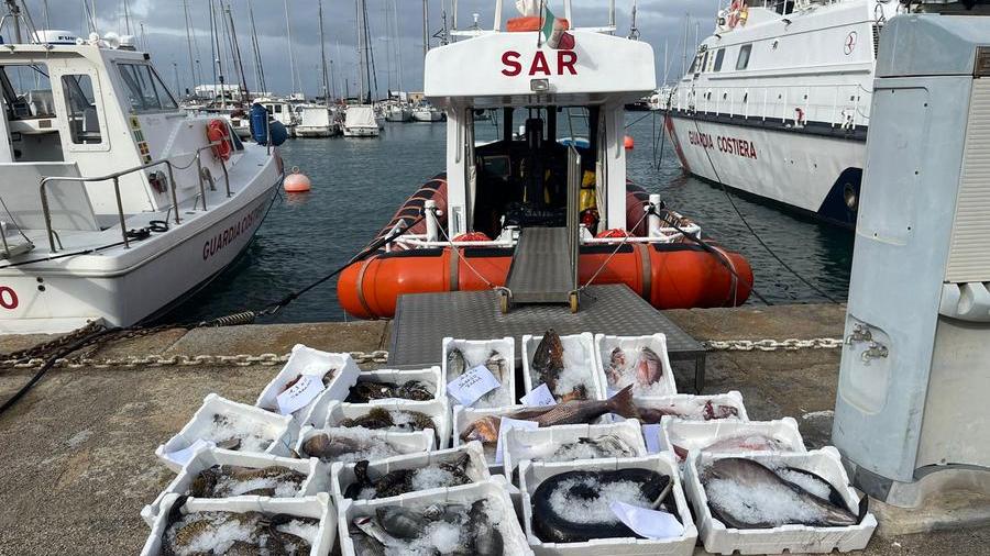 Quattro sassaresi sanzionati a Stintino per pesca illegale: 90 chili di pesce devoluti in beneficenza