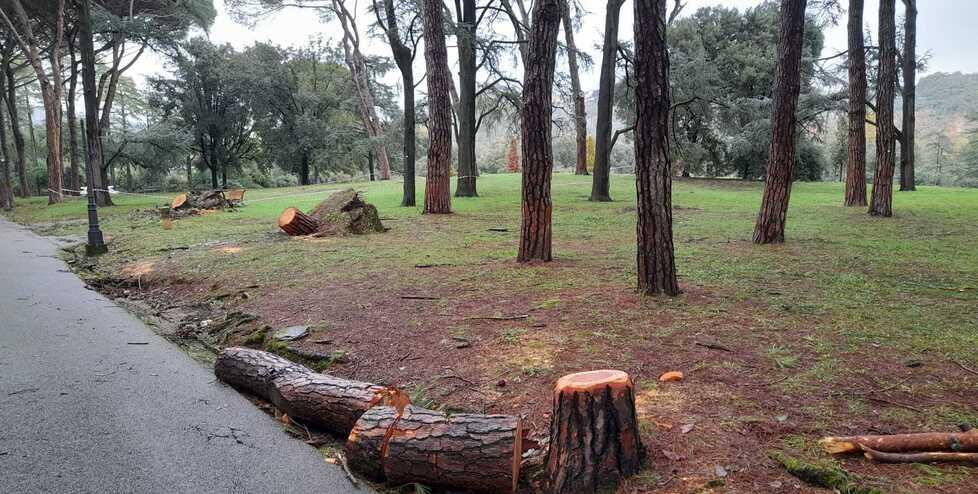 Montecatini, maxi piano di tagli in pineta: Comune a caccia di contributi