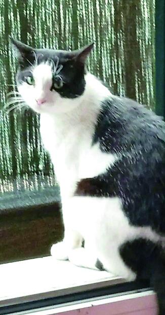 Carrara, un altro gatto travolto da un’auto: «Vanno troppo veloci, abbiamo paura»