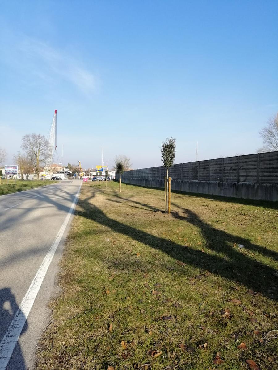 Comacchio, verde pubblico: nuovi alberi a Estensi, Pomposa e San Giuseppe