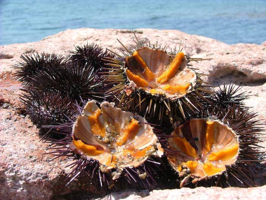 Riaperta la pesca dei ricci di mare in Sardegna: ecco tutte le regole
