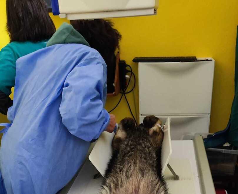 
	Le cure alla lupa

