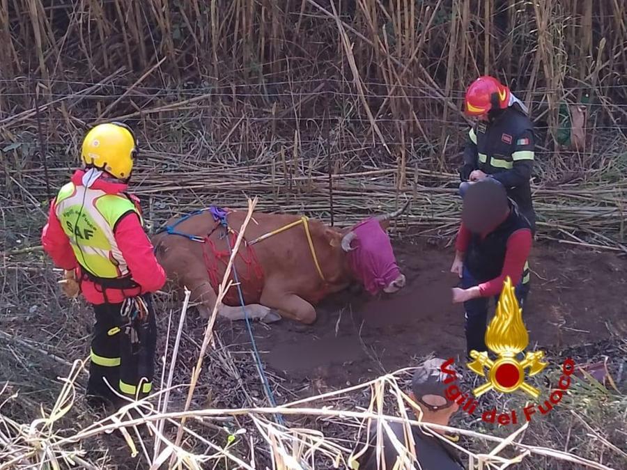 Arzana, salvata con l’elicottero una mucca caduta in una scarpata