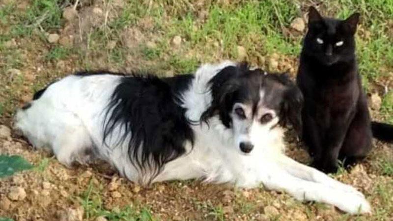 Un cane e un gatto in una foto d’archivio: i fondi sono destinati ai proprietari di animali