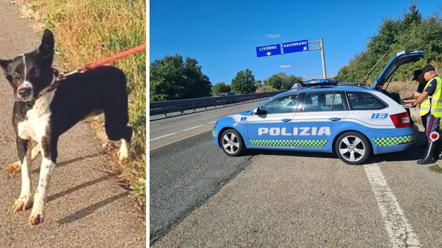 In foto il cagnolino recuperato sull’Aurelia e una pattuglia della polizia