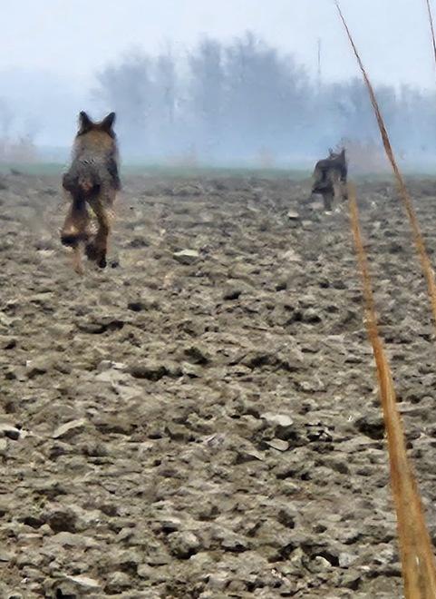 I lupi sono a Ostellato: «Girano di giorno a due passi dalle case»