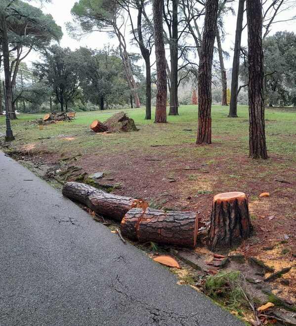 Montecatini, per i danni causati dagli alberi caduti per il vento sono serviti oltre 90mila euro<br type="_moz" />
