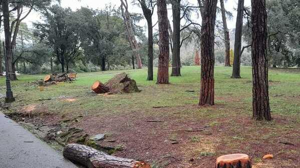 Montecatini, per i danni causati dagli alberi caduti per il vento sono serviti oltre 90mila euro<br type="_moz" />