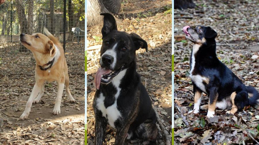 Livorno: i cani Perù, Achille-Ombra e Pippo sperano di trovare una famiglia che si prenda cura di loro