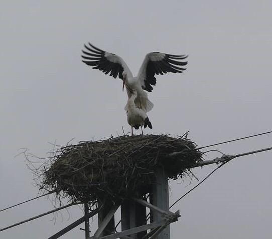 Il clima sta  cambiando: le cicogne di Quarrata ormai non migrano più