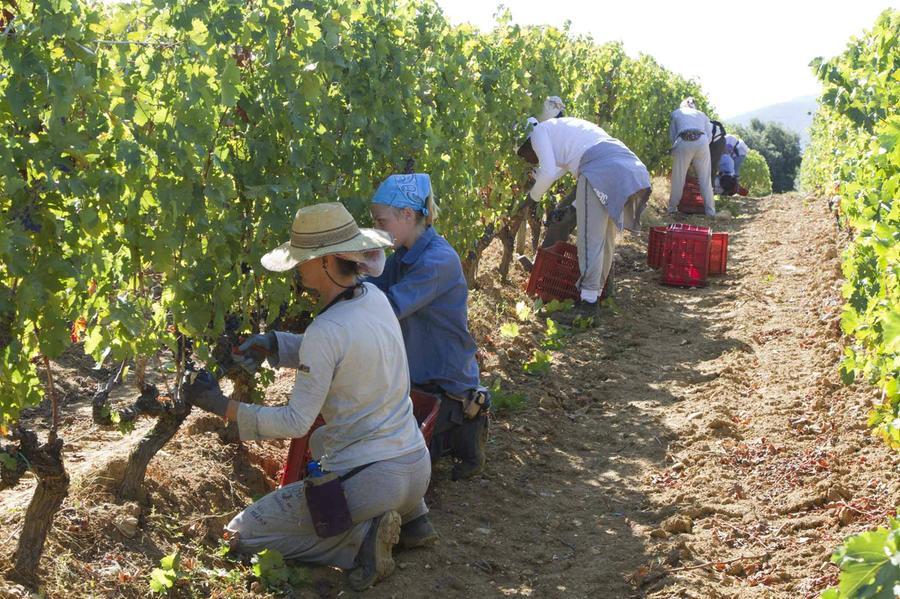 
	Vendemmia nell'area bolgherese

