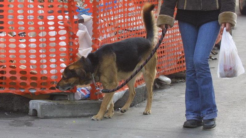 Grosseto, a spasso con l’acqua per ripulire se il cane sporca dove non si deve