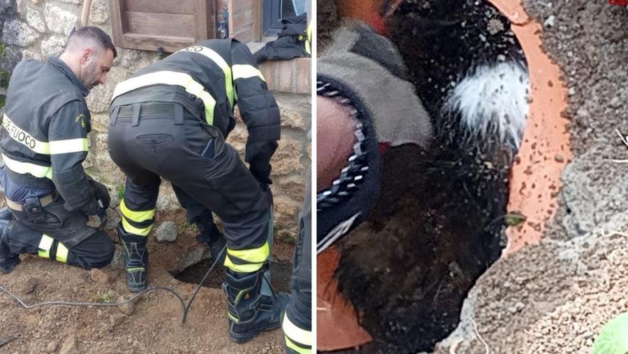 Due momenti del salvataggio ad opera dei vigili del fuoco (Foto vigili del fuoco)
