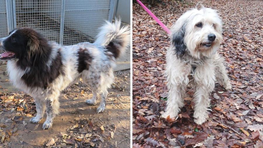 Livorno: i cani Ares e Zac in cerca di una famiglia