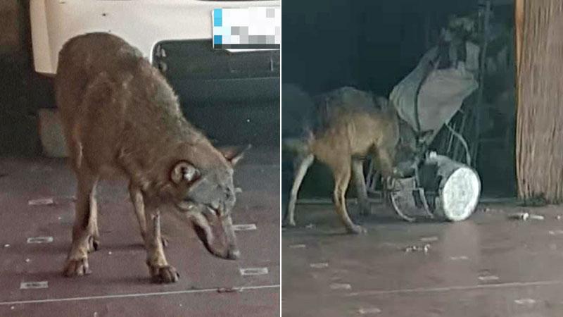 Le foto del lupo (o ibrido) scattate da Simone Pistolesi