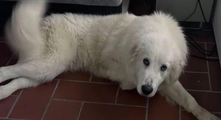 Cento, gara di solidarietà per salvare il cane Aaron