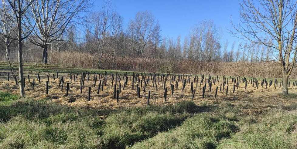 Mille nuove piante a San Prospero  Saranno create due microforeste 