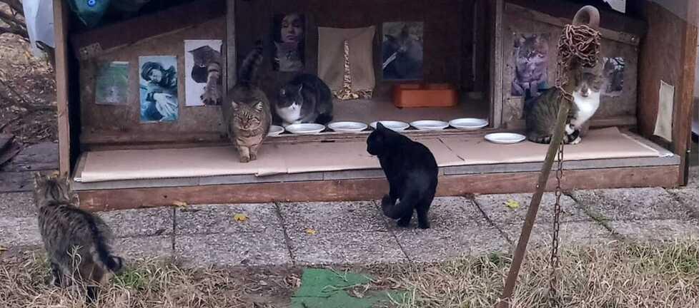 Gatti, i volontari trovano casa a 131 micini in un anno