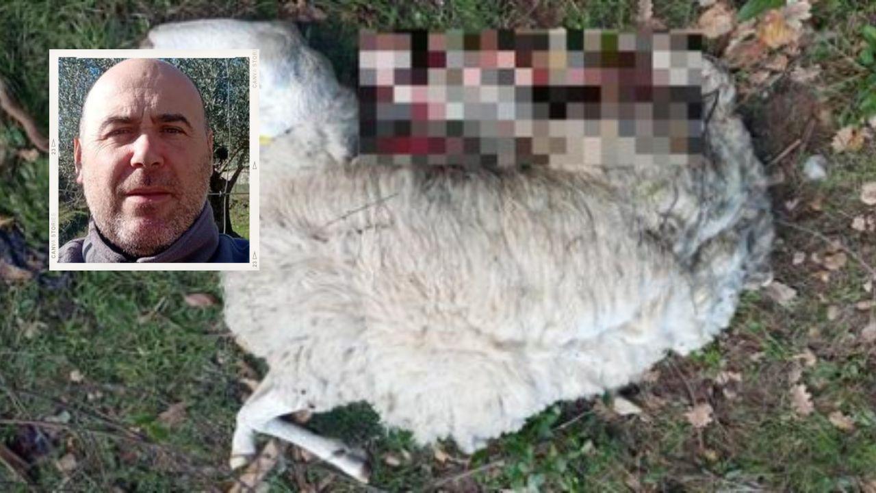 Nel riquadro l'allevatore e nella foto grande uno dei suoi animali dopo l'attacco dei lupi