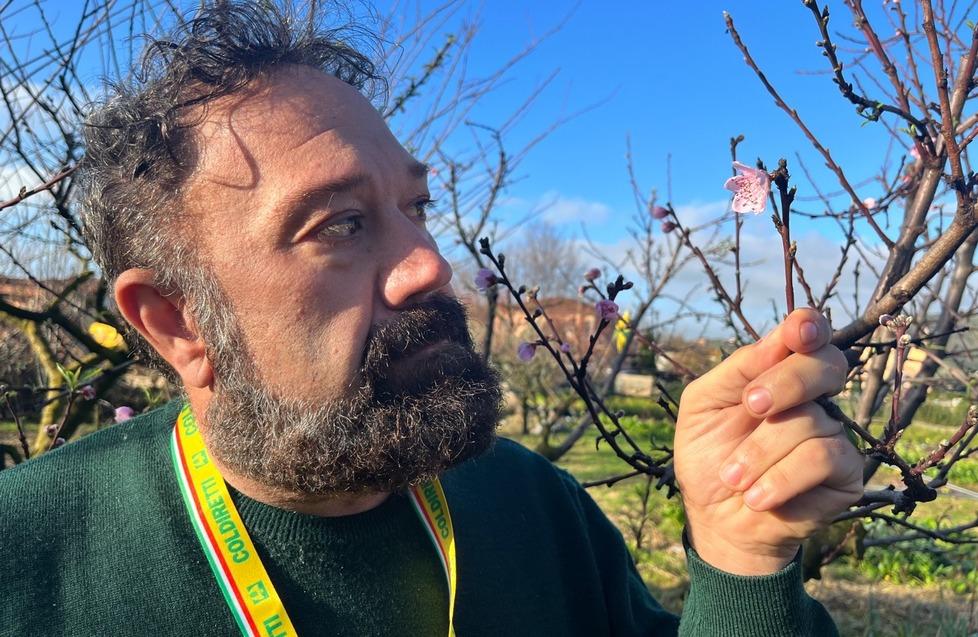 Clima pazzo, peschi già in fiore: allarme nelle campagne toscane