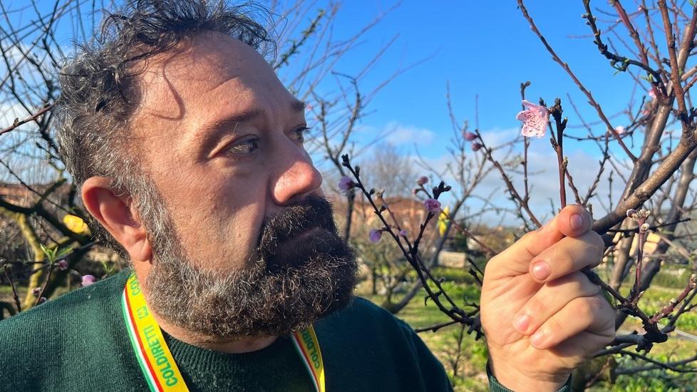 Clima pazzo, peschi già in fiore: allarme nelle campagne toscane