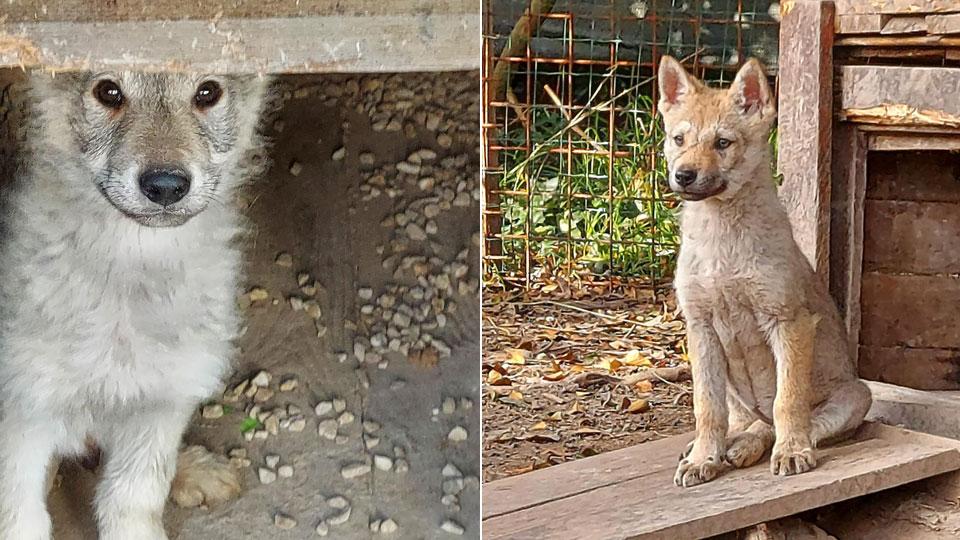 Allevatore morto, adottati i primi tre cuccioli senza casa. Ne rimangono ancora 18
