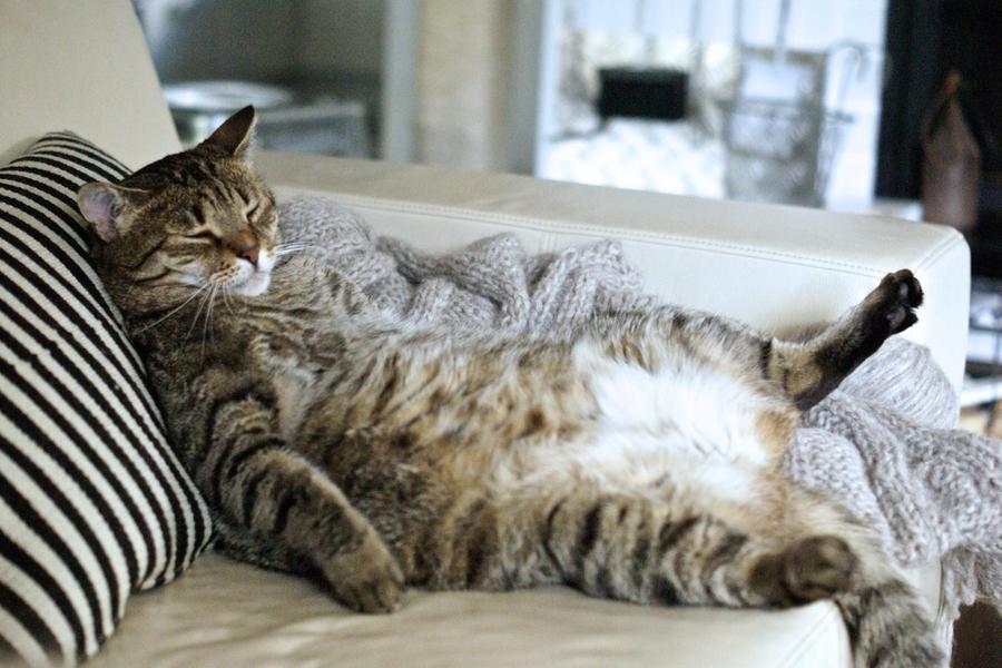 Fat Cat Day, la giornata mondiale che ci ricorda quanto siamo poveri