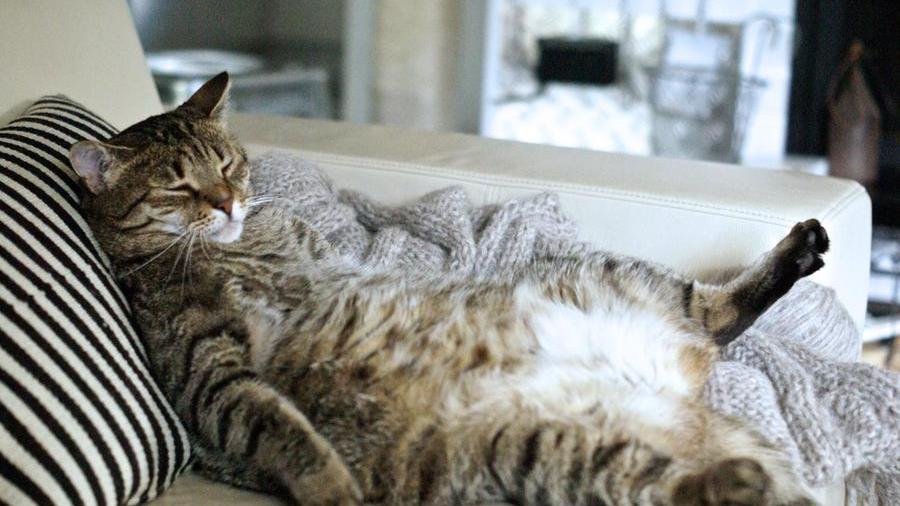 Fat Cat Day, la giornata mondiale che ci ricorda quanto siamo poveri