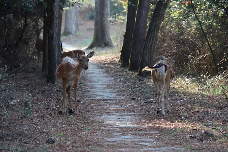 Daini uccisi a Lido di Classe. A Volano c’è chi usa arco e frecce