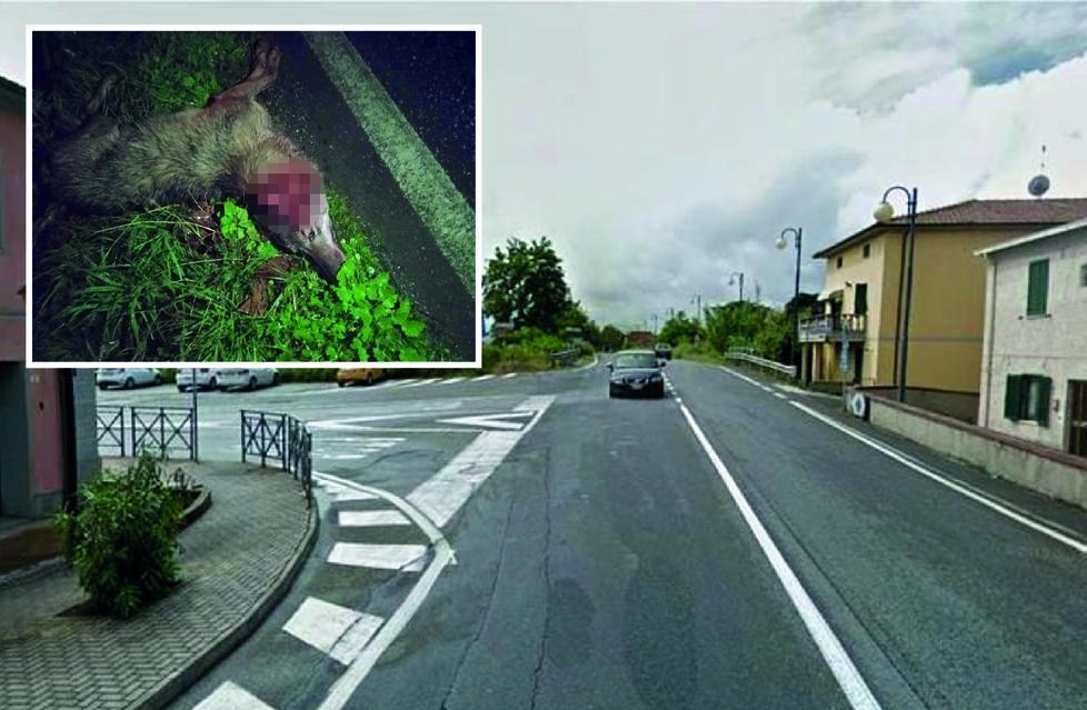 Nella foto grande il tratto  della vecchia Aurelia dove è stato investito il lupo. Nella foto piccola l’animale ferito a morte lungo il ciglio della strada
