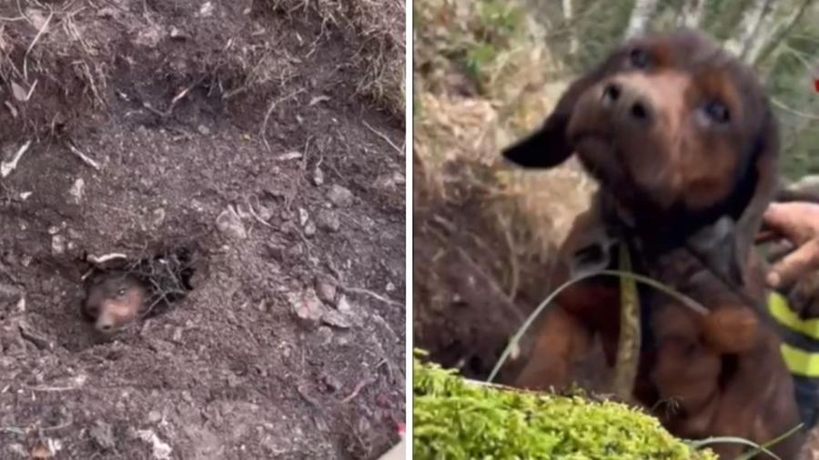
	Il cane estratto dalla tana sotto terra (Foto dei vigili del fuoco)

