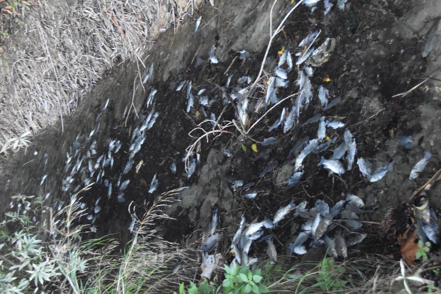 
	Alcuni esemplari di Tilapia morti nelle acque dei laghetti di Tufaia a Venturina Terme

