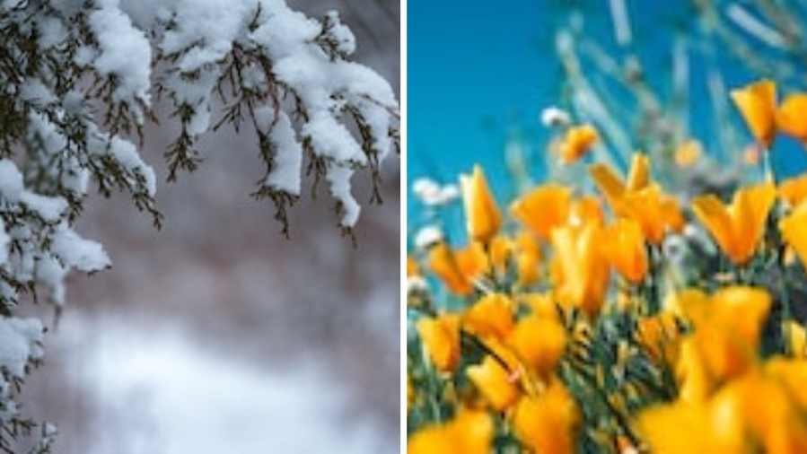 Gelo in Toscana o primavera in anticipo? Ecco lo scenario più probabile e l’analisi della situazione