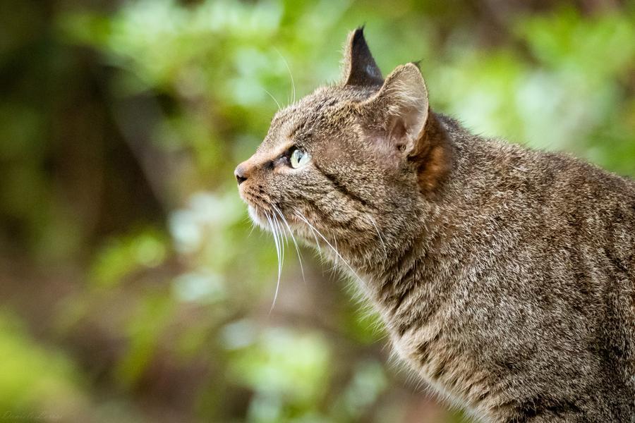 Le meraviglie del gatto selvatico sardo svelate dalla reflex di Daniele Lorrai
