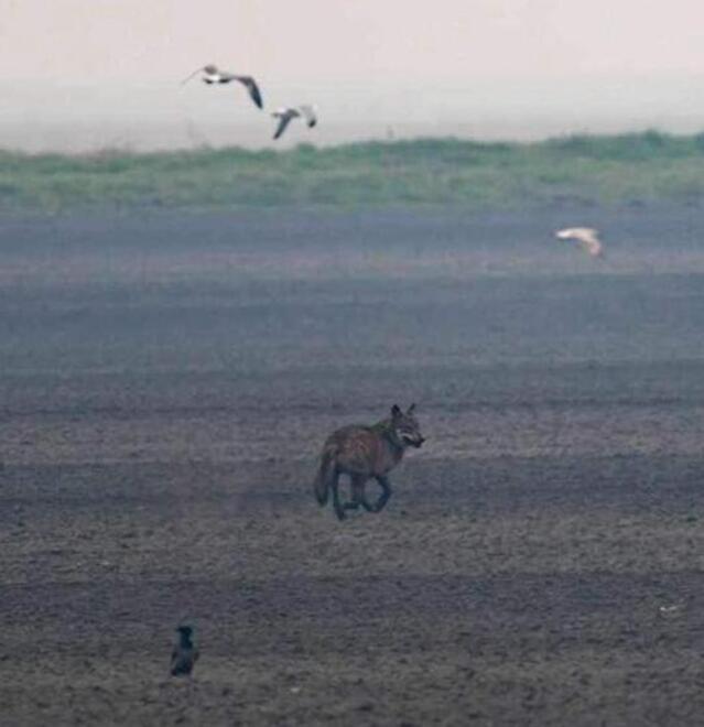 Ostellato. Lupi sempre più vicini alle case. Timore per gli animali domestici