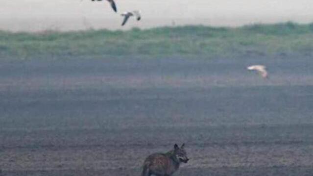 Ostellato. Lupi sempre più vicini alle case. Timore per gli animali domestici