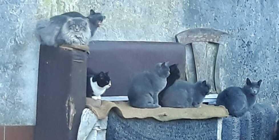 Bosco Mesola. Sedici gatti abbandonati da curare. Via alla catena solidale: «Aiutateli»