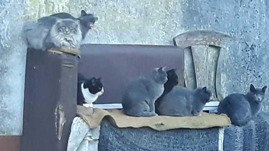 Bosco Mesola. Sedici gatti abbandonati da curare. Via alla catena solidale: «Aiutateli»