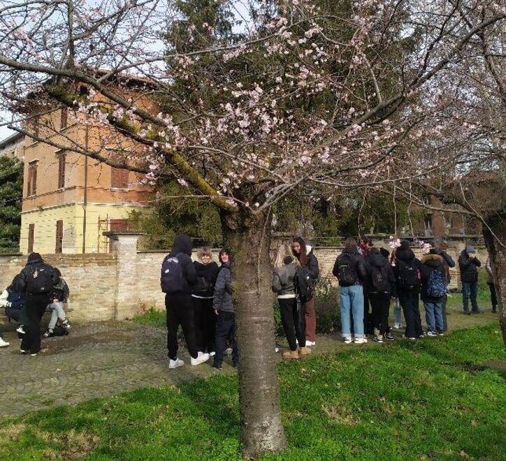 Meteo pazzo e l’inverno che non c’è: in centro fioriti i ciliegi giapponesi