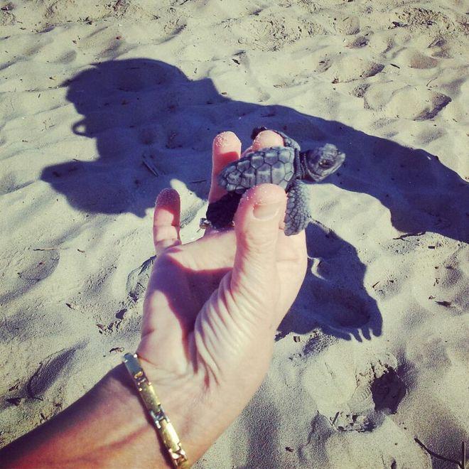 Platamona, la sala parto delle tartarughine al quinto pettine