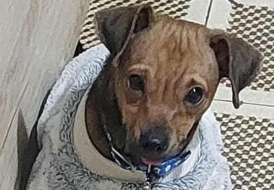 L’Enpa di Reggio in cerca di aiuti per salvare il cucciolo Diego
