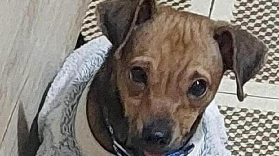 L’Enpa di Reggio in cerca di aiuti per salvare il cucciolo Diego
