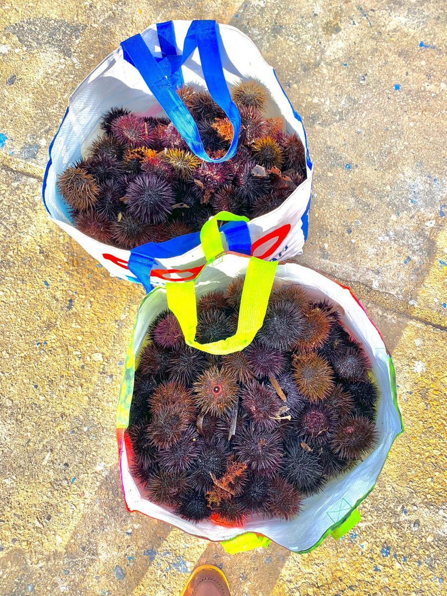 Alghero, pescatore abusivo sorpreso con 300 ricci di mare: scatta la multa