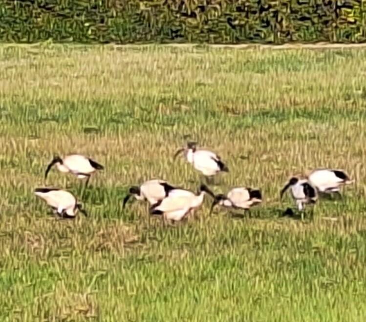 Sorpresa: l’ibis sacro vicino all’abitato di Marina di Bibbona