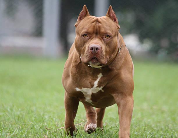 
	Un pitbull (foto d'archivio)

